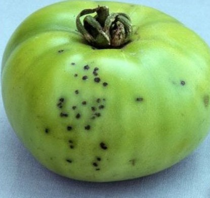 Bacterial spot second picture .jpg